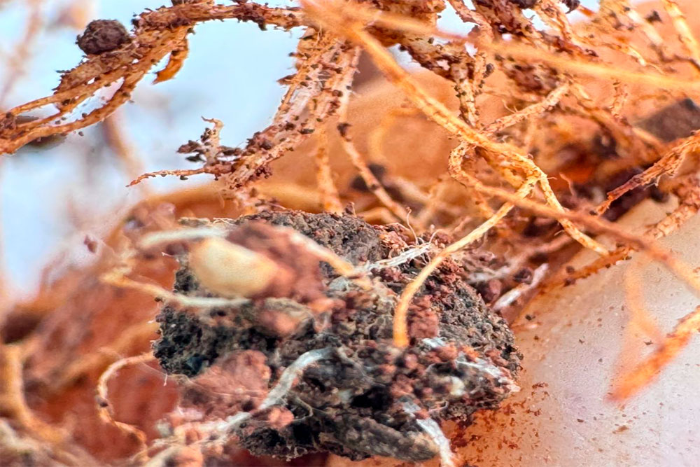 Acompanhamento técnico de campo – Fazenda Monaretto